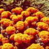 MarigoldPumpkinCrush.jpg (46121 bytes)