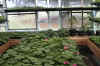 Geraniums03242002.jpg (260166 bytes)