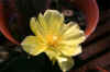 4790-Yellow-bloom-on-cactus.jpg (306410 bytes)