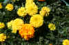 2732-Marigolds.jpg (750014 bytes)