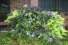 C4576 Sweet Potato Petunia Planter.JPG (3951115 bytes)