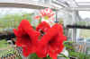 03821-Amaryllis.jpg (894466 bytes)